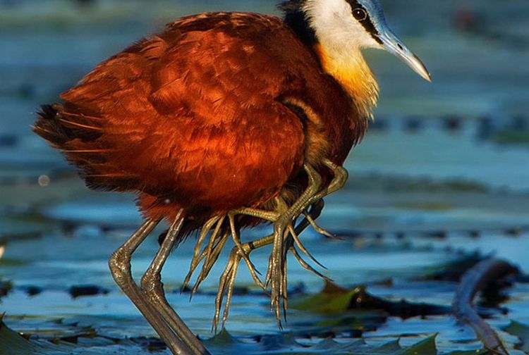 Viral Burung Ini Bikin Heboh Media Sosial Kakinya Ada Delapan