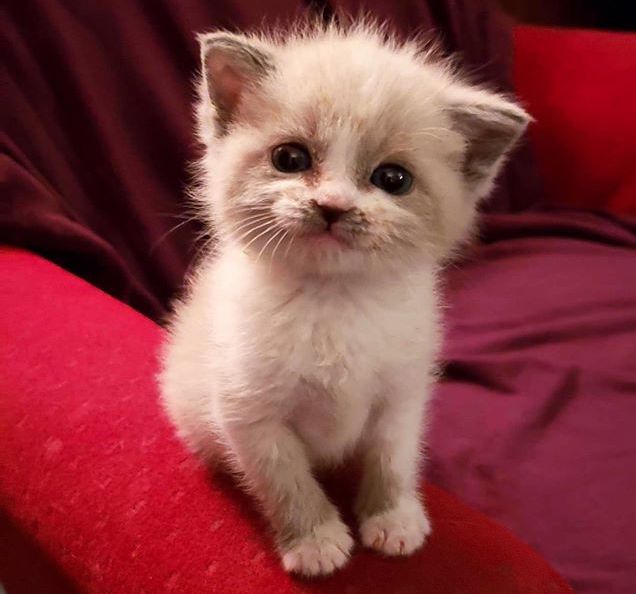 Viral Kucing Menggemaskan Ini Tersenyum Ternyata Ini Faktanya Semua Halaman Kids