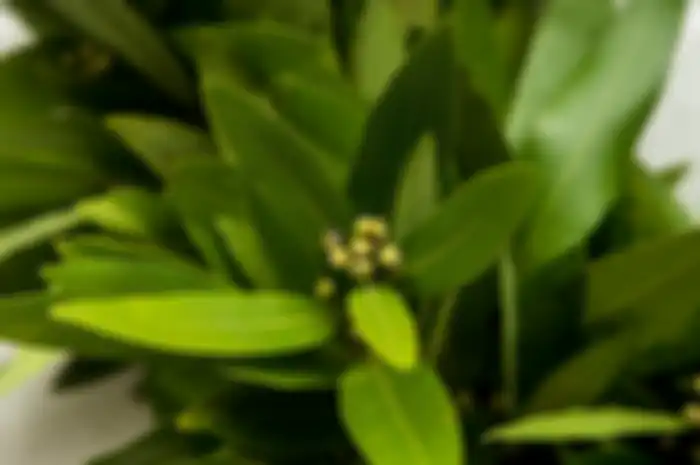 Daun salam selama ribuan tahun telah melegenda. Peradaban Yunani dan Romawi kuno sangat menghargai daun ini. Masa kita tidak?