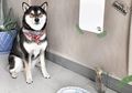 Nggak Cuma Bisa Gonggong, Anjing Ini Juga Jago Bikin Lukisan