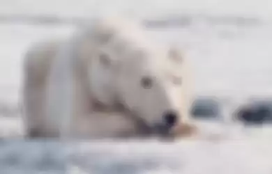 Es mencair, beruang kutub ini terbawa sejauh 724 km dari habitatnya
