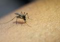 Tips Usir Nyamuk dengan Mudah, Cukup Letakkan Bahan-bahan Ini di Bawah Kasur