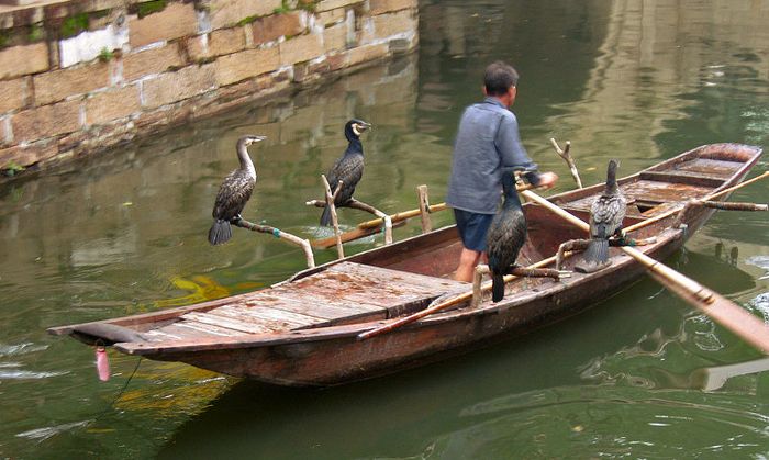 Ada Tradisi Memancing Ikan Bersama Burung di Berbagai Negara, Pernah