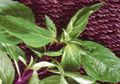 Jadi Lalapan Favorit Sejuta Umat, Rupanya Daun Kemangi Pantang Dimakan Orang-orang dengan Kondisi Seperti Ini, Bisa Fatal Akibatnya!