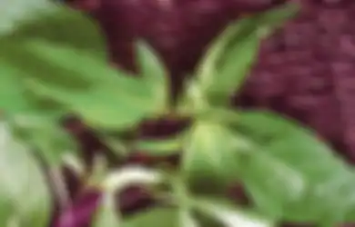 Jadi Lalapan Favorit Sejuta Umat, Rupanya Daun Kemangi Pantang Dimakan Orang-orang dengan Kondisi Seperti Ini, Bisa Fatal Akibatnya!