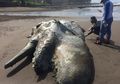 Seekor Paus Terdampar di Bali, Ditemukan dengan Kondisi Gigi Hilang