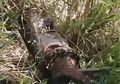 Tak Sengaja Tersandung Ular Piton Raksasa dengan Perut Membesar, Petani Ini Kaget Tapi Tak Bisa Membunuh atau Mencelakai si Ular Lantaran Aturan di China Berikut Ini