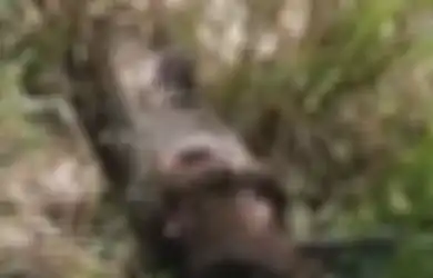 Tak Sengaja Tersandung Ular Piton Raksasa dengan Perut Membesar, Petani Ini Kaget Tapi Tak Bisa Membunuh atau Mencelakai si Ular Lantaran Aturan di China Berikut Ini