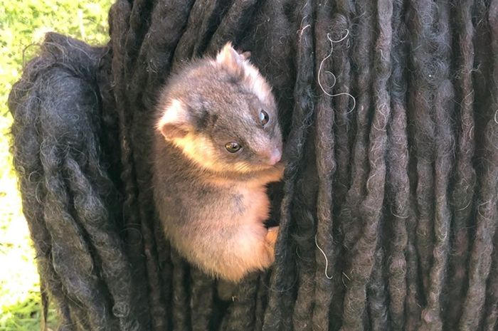 Gemas, 2 Bayi Possum Ditemukan Bergelantungan di Tubuh Seekor Anjing Bobo