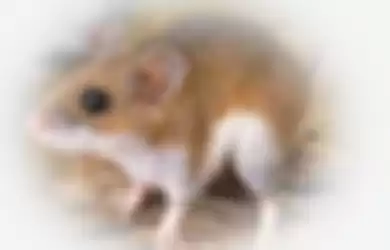 Tikus Kabur Berkat Daun Sirsak
