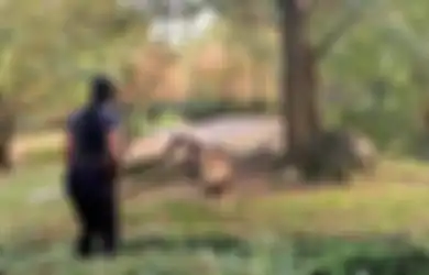 (Video) Nekat Lewati Pagar Pengaman Kandang Singa Jantan, Ternyata Inilah yang Dilakukan Wanita Tersebut