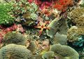 Sembuhkan Lingkungan Laut, Para Ilmuwan Punya Rencana Dalam 30 Tahun