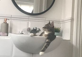 10 Foto Kucing Ini Bakalan Bikin Kita Makin Gemas Sama Mereka!