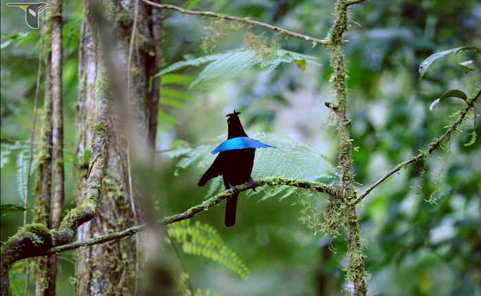 Burung cendrawasih kerah