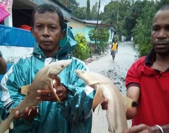 Penemuan ikan hiu pasca banjir sentani