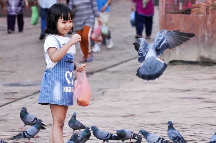 Sering Lihat Merpati di Perkotaan? Rupanya Ini Alasan Mengapa Burung