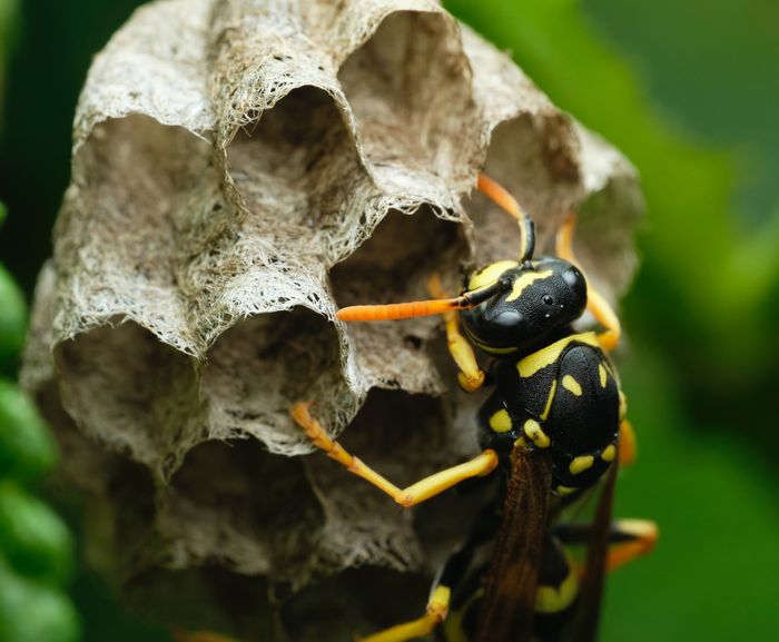 ilustrasi sarang tawon