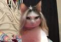 Begini Jadinya Kalau Snapchat Filter yang Viral Itu Dipakai ke Kucing