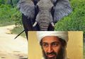 Diberi Nama Mirip Pemimpin Al-Qaeda, Hewan Ini Mengobrak-abrik Desa dan Membunuh 5 Orang, Apa yang Terjadi?