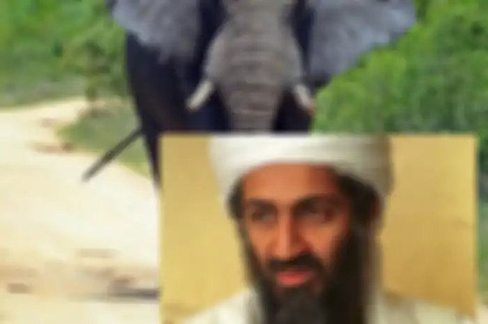 "Bin Laden telah menyerang desa-desa kami dan membunuh orang-orang serta menghancurkan sawah kami," kata seorang penduduk desa.