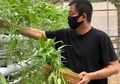 Dulu Namanya Gemilang Saat Jadi Menteri karena Tunjukkan Prestasinya, Pejabat Ini Sekarang Pilih Bertani Sayuran Demi Tak Kekurangan Makanan: 'Minggu Depan Saya Mulai Panen...'