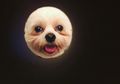 Moon Selfie, Tren Foto Cuma dengan Bermodalkan Gulungan Tisu Toilet