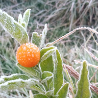 Bak di Eropa Suhu di Dieng Anjlok Hingga Minus 5 Derajat Celcius, Inilah Penampakan Foto-fotonya 