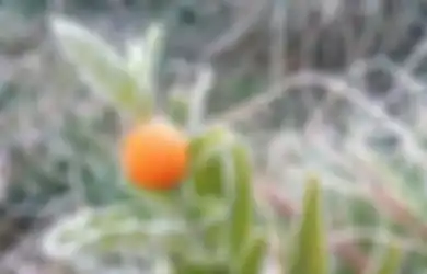 Bak di Eropa Suhu di Dieng Anjlok Hingga Minus 5 Derajat Celcius, Inilah Penampakan Foto-fotonya 
