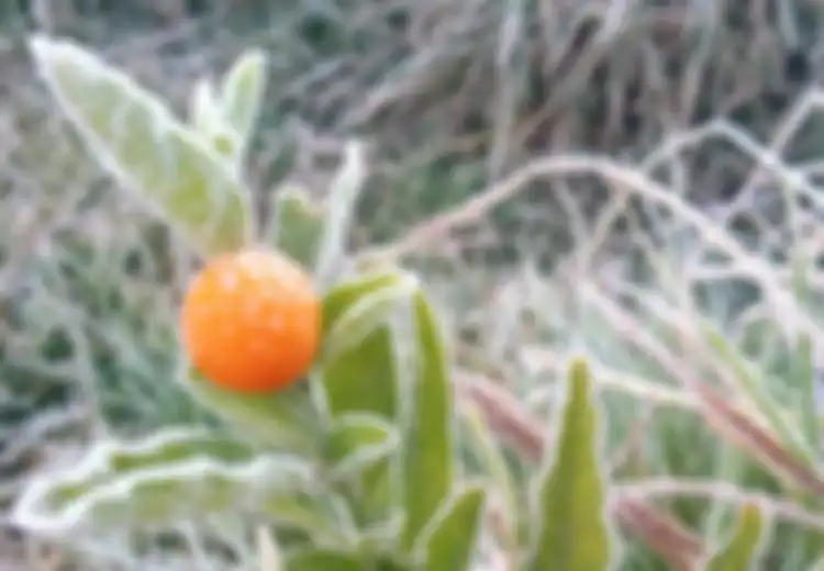 Fenomena Bun Upas Kembali Muncul di Dieng, Bagaimana 'Embun Racun' Ini Bisa Terjadi?