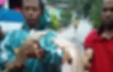 Aneh Tapi Nyata, Pascabanjir di Sentani Ikan Hiu Tiba-tiba Ditemukan Di Gunung