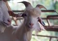 Fenomena Kambing Bernama Remos, Bertampang Ganteng dan Fotogenik Buat Publik Terpana