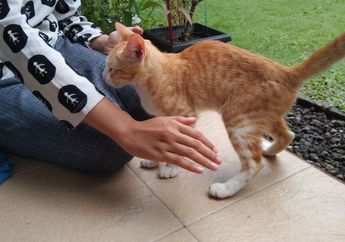 Bukan Mitos! Simak Arti Baik Kucing Datang ke Rumah Menurut Islam, Jangan Diusir Karena Bawa Banyak Kebaikan Ini!