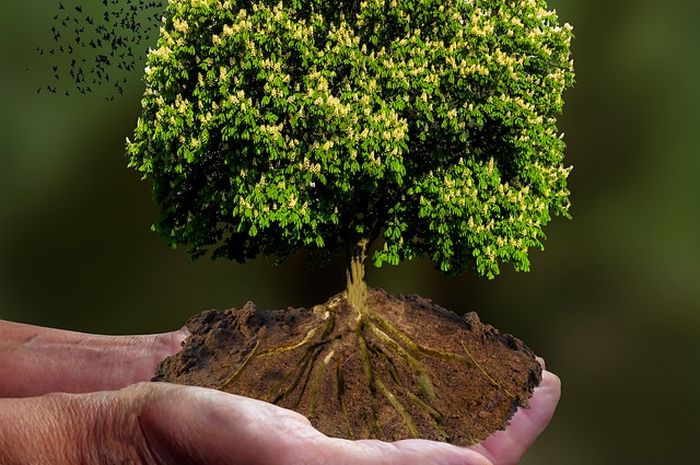 Arti Mimpi Menanam Pohon di Kebun Sendiri, Ternyata Jadi Pertanda Akan