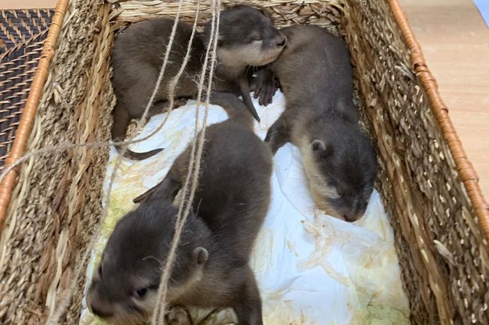 Lagi Warga Rusia Tertangkap Selundupkan Hewan Yang Dilindungi