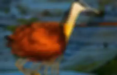 Burung African Jacana