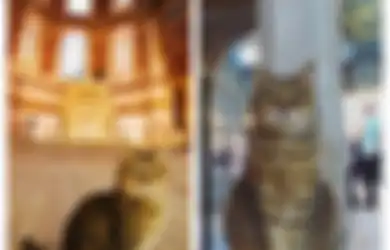 Selama 14 Tahun, Kucing Ini Jadi Satu-satunya Makhluk yang Boleh Menginjak Lokasi Sakral di Turki