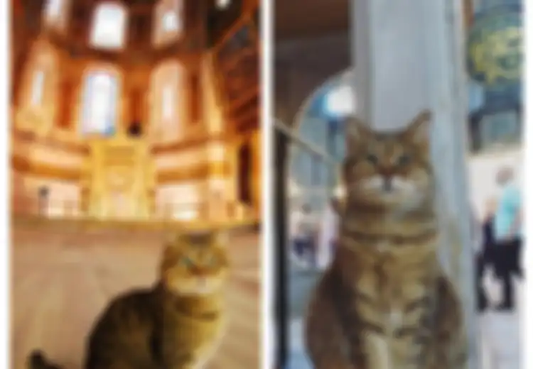 Selama 14 Tahun, Kucing Ini Jadi Satu-satunya Makhluk yang Boleh Menginjak Lokasi Sakral di Turki