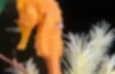 Kuda Laut Ini Berwarna Oranye Ketika Diselamatkan Gadis Kecil, Setelah Beberapa Lama Hewan Ini Berubah Warna!