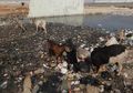 Negara Ini Berantas Kebakaran Hutan Pakai Kambing. Emang Bisa?