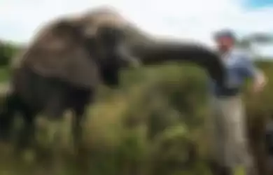 Kedekatan Lawrence dengan para gajah