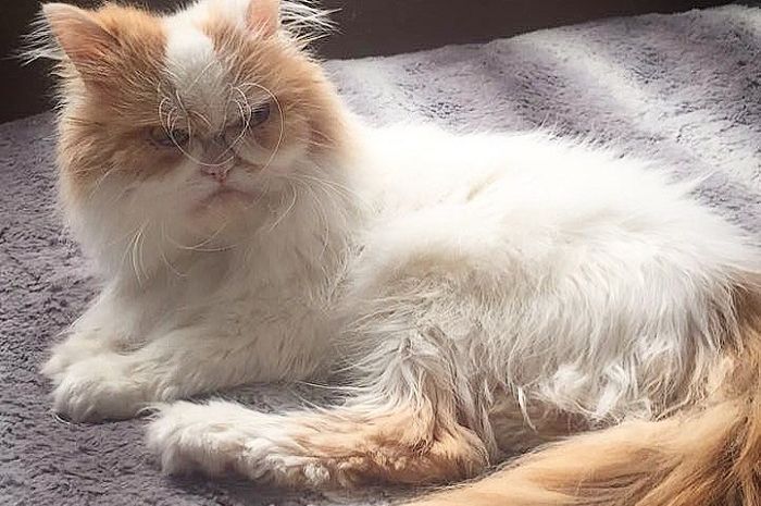 Wajahnya Terlihat Marah, Mungkinkah Kucing Ini Jadi Grumpy Wajahnya Terlihat Marah, Mungkinkah Kucing Ini Jadi Grumpy