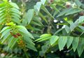 Melancarkan ASI dengan Daun Katuk Sudah Biasa, Coba Konsumsi Sederet Makanan Ini Dijamin Air Susu Bakal Berlimpah