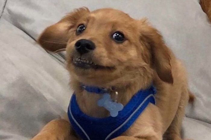 Beginilah Kalau Anjing Selfie Kelihatan Giginya Lucu Atau Malah