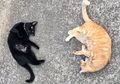 Viral, Kocaknya Dua Kucing Bandel yang Selalu Coba Terobos Masuk Museum di Jepang Bertahun-tahun