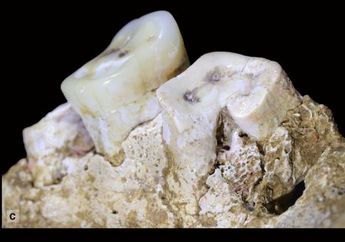 Selidik Fosil Rahang Manusia Modern Tertua di Sulawesi Selatan
