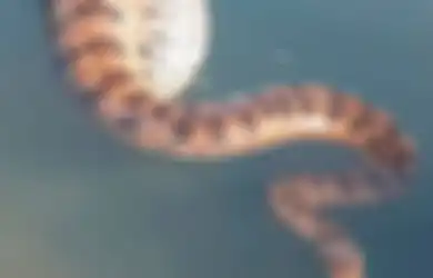 Mangsanya Sendiri Seberat 95 Kg, Begini Penampakan Monster Anakonda Sepanjang 5 Meter Menggeliat-geliat di Air