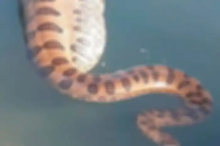 Ia terekam tengah berenang melalui sungai dengan perut menggembung setelah memakan hewan pengerat terbesar di dunia.