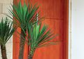 Mau Miliki Pintu Kayu Tapi Minimalis? Ini Desain dan Pertimbangannya!