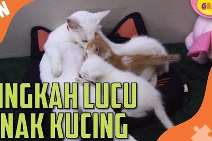 6 Meme MasterChef Bikin Ngakak! Chef Arnold dan Chef Juna ...