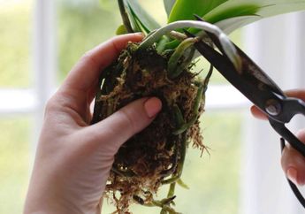 Jawaban Apakah Fungsi Akar, Batang, Daun dan Bunga Pada Tanaman